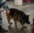 Полицейских хотят освободить от досмотра авиапассажиров - TltGorod.Ru