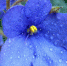 afisha.westsib.ru - TltNews.Ru