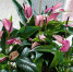 botanichka.ru - TltNews.Ru
