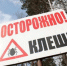 В Самарской области от укусов клещей пострадали более 2 тысяч человек - TLT.Ru