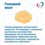 Как алкоголь влияет на организм подростков?