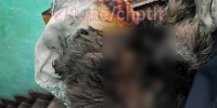 Животное скончалось в ветклинике | Источник: ЧП Тольятти / t.me - Тольятти.Ru