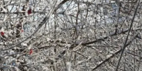 В Тольятти ожидается до -10°C - TltGorod.Ru