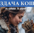 «HELP TLT». В Тольятти пройдет выставка-раздача кошек - TltGorod.Ru