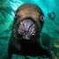 Пока вы смотрите на морского льва, он смотрит на вас | Источник: Patrick Webster / underwaterphotographeroftheyear.com - Тольятти.Ru