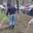 В Тольятти состоятся посадка леса и общегородской субботник - TltGorod.Ru