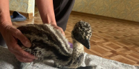 В Тольятти спасли страусенка, которого живодеры бросили умирать в лесу - ТК ТОЛЬЯТТИ 24