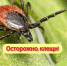 Сезон клещей в самом разгаре, будьте осторожны - ТК ТОЛЬЯТТИ 24