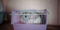 Почти 2500 питомцев отправились в путешествие по Куйбышевской железной дороге без хозяев - Площадь Свободы