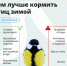 Ударили морозы - для птиц наступил сложный период - ТК ТОЛЬЯТТИ 24