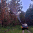 Леса Самарской области спасают от опасного вредителя - TLT.Ru