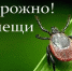 В Тольятти активизировались клещи! - Городские Ведомости